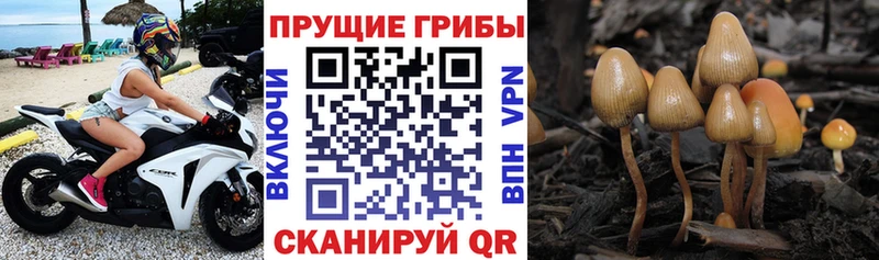 Купить  Печора  Псилоцибиновые грибы Psilocybine cubensis 